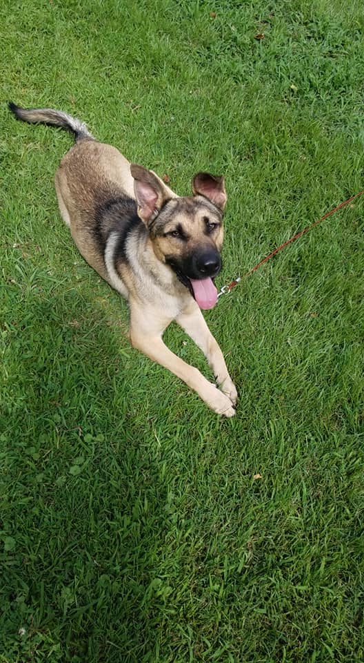 german shepherd Presley